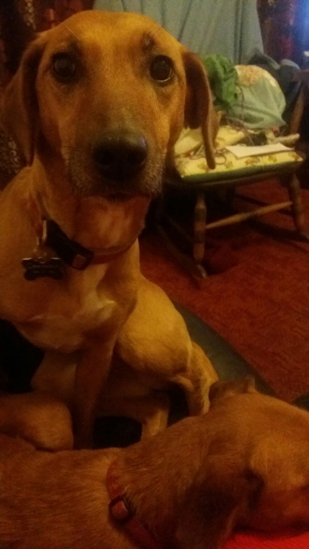 wp-1459027413681 image