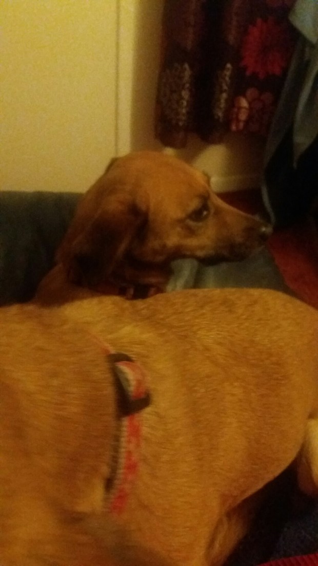 wp-1459027456302 image