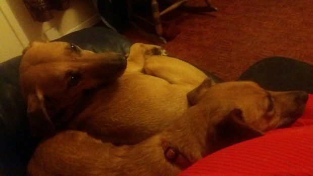 wp-1459027550866 image